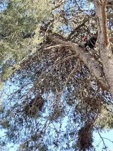 גיזום עצים 3